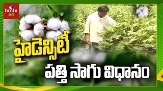 హైడెన్సిటీ పత్తి సాగు విధానం |  Nela Thalli | High Density Planting System in Cotton | hmtv Agri