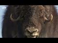 musk oxen vs arctic wolves animal super parents bbc earth