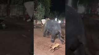 #elephant #attack #kerala                          കുമ്മിൽ ശിവപാർവതി tempil ആന ഇടഞ്ഞു