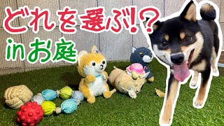 豆柴 / 大好きなお庭で大好きなおもちゃからどれを選ぶ！？【柴犬】 Shiba Inu dogs choosing a favorite toy