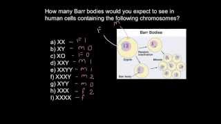 What are Barr bodies?