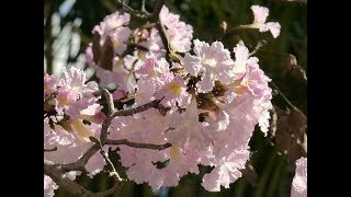 Amazing and Most Beautiful Tabebuia Rosea Flowers | Savannah Oak