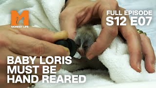 This Baby Loris is Neglected By It's Mother | Season 12 Episode 7 | Full Episode | Monkey Life