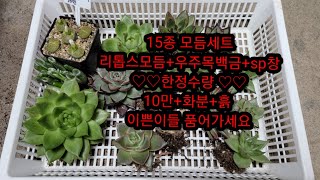 10월 16일 ♡♡한파 조심하세요♡♡ 모주동 아이들 또 뽑았어요 세트 판매 15종 10만 한정수량