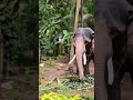 ഇവനെ കൊണ്ട് തോറ്റല്ലോ..🤣🤣 funny comedy funnyshorts aana elephant