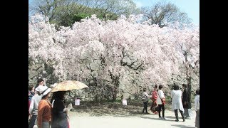 ２０１８八重桜！枝垂れ桜！綺麗！な福岡城跡舞鶴公園スライドショー