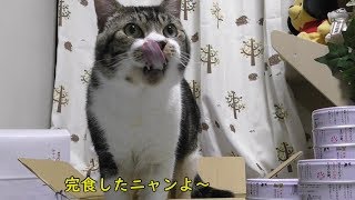 大好きなまぐろが缶詰に！ムシャムシャ食べる猫リキちゃん☆お中元をもらいました！ありがとうございます☆【リキちゃんねる　猫動画】Cat video　キジトラ猫との暮らし