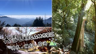 台中和平｜大雪山國家森林遊樂區｜小神木一點也不小．遠眺群山雲海大景