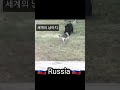 세계의 냥아치 러시아밈 shorts russia meme moskaumeme