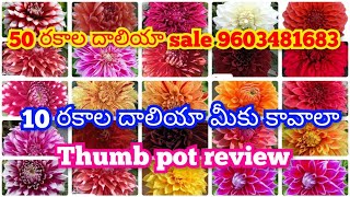 దాలియా 50 రకాల📦🌺🌱మొక్కలు కావాలి అంటే Unboxing review చూసి ఆర్డర్ చేసుకోండి soil mix ఎలా చేసుకోవాలి