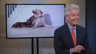 Zoetis CEO: Banking on Man’s Best Friend? | Mad Money | CNBC