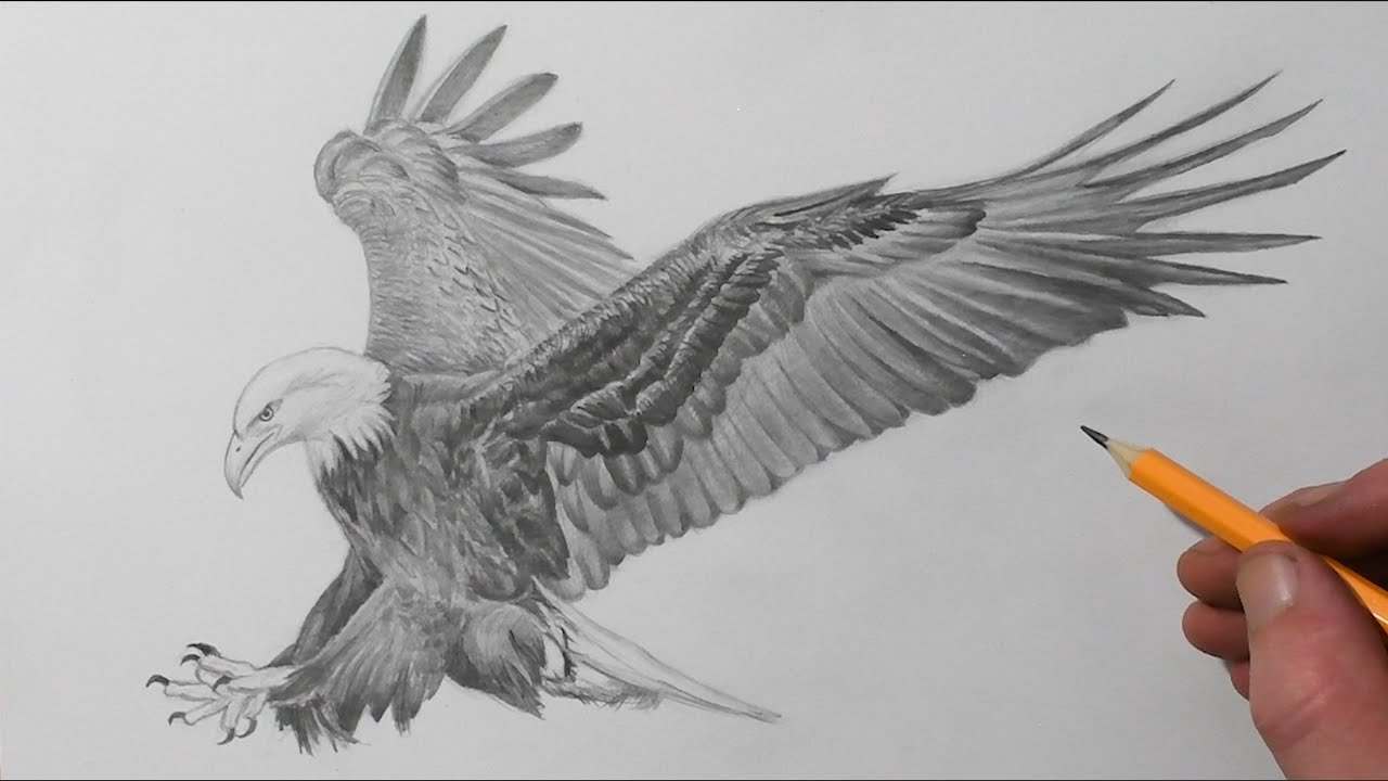 Eagle Pics Drawing Infoupdate Org