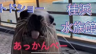 【桂浜水族館】トドショー後半　トドの今年締めのジャンプとあっかんべーを披露👅2020年12月29日　良いお年をスタッフより〔ニコ\u0026ナデシコ〕