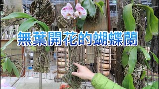 無葉開花的蝴蝶蘭【2022/04/17】