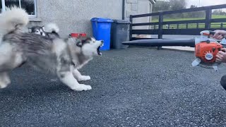 Angry Husky Reacts To Leaf Blower! Phil Doesn’t Care!!