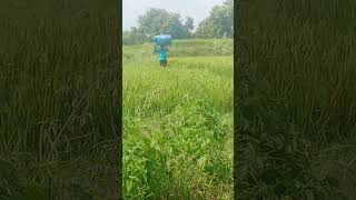 రైతు కష్టము ప్రతి రైతు కష్టము మా నాన్న 🌾🌾జై కిసాన్ అన్నలు #farming