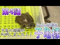 【第4話】種類が判明しました！！🐢✨【トイレの前の子亀様】