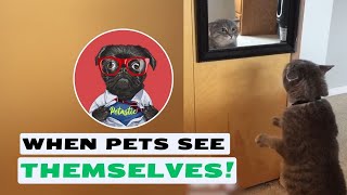 Hilarious Pet Mirror Fails and Reactions! || PETASTIC