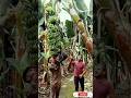 Banana 🍌 harvesting #funny #shortsvideo #shorts