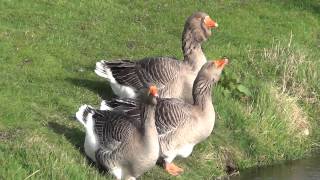 Toulouse Geese