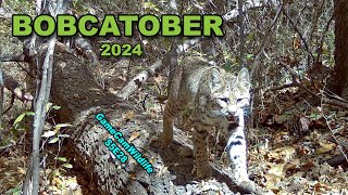 Bobcatober 2024 S5E28