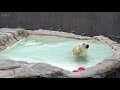 ホッキョクグマ　リラのごはんタイム　polar bear lila s lunchtime　 円山動物園 ホッキョクグマ リラ