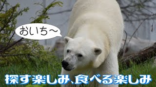 ホッキョクグマ　リラのごはんタイム　Polar bear Lila's Lunchtime　#円山動物園 #ホッキョクグマ #リラ