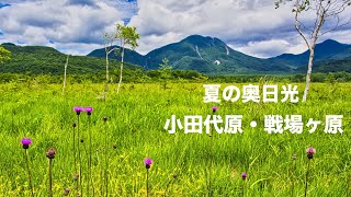 【奥日光】4K 戦場ヶ原|小田代原ハイキング！ホザキシモツケ・ノアザミ夏の花を愛でに！