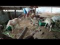 ஆடு வளர்ப்பில் தினசரி காலை வேளை உணவுமுறை trend tamil vedio goat farm viral vedio agriculture