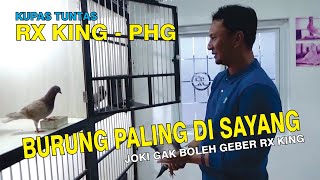 RX-KING : BURUNG PALING DISAYANG, JOKI GAK BOLEH GEBER