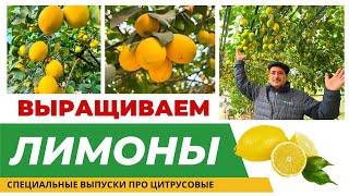 ВЫРАЩИВАНИЕ ЛИМОНА В ТЕПЛИЦЕ! #лимоны #бизнесналимонах #цитрусы