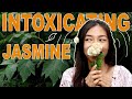 Growing Perfume -- Jasmine Sambac