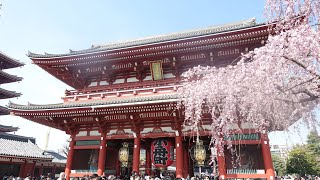 【Full HD】浅草寺のしだれ桜（シダレザクラ）