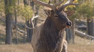 Discover the Serenity of Maine's Nature and Wildlife