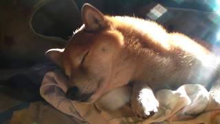 柴犬ジロー　まったり2　Shiba Inu