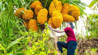 How Harvesting Ant Egg Fruit for to cook delicious dishes - Harvesting and Cooking | Lý Tiểu Luyến