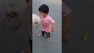 Adorable  and funny baby playing with sheep lamb. #shorts #short #viral #youtubeshorts