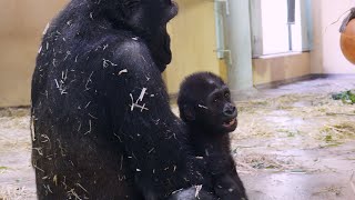 Kintaro, 1 year and 2 months old, is happy to be able to play with his brother Gentaro as an equal