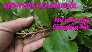 Bón Phân Thúc Nụ  1  Lần Cuối Cùng