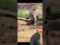 animals nature beautiful leopard egzonibrahimi explore quran beautifulquranrecitation