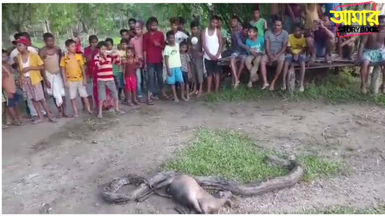 Python Eat Goat Youtube