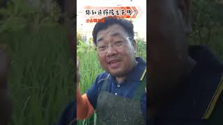 你知道檸檬香茅嗎?