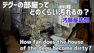 【デグー成長日記 番外編#3】デグーの部屋ってどのくらい汚れるの？How far does the house of the degu become dirty?