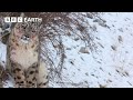 Slow Down with Snow Leopards | Mammals | BBC Earth
