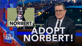 A Day In The Life Of Norbert, The World's Bestest Dog