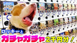 ガチャガチャ2千円分！ロッキーとレイも一緒に！何が出るかな？【ガチャガチャ】