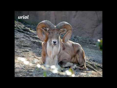 Letter U Animals That Start With U - petfinder