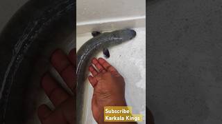 Snaap machli🐍 🐠 sanke fish eel fish indian native fish magur cook Karnataka #fish #fishing #cook