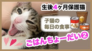 【ごはんちょーだい❷】もうすぐ生後4ヶ月！子猫が毎日モリモリ食べてる食事を紹介します🐱