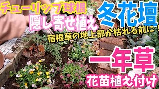 【冬花壇】一年草 花苗 約８千円分植えたよ / チューリップ球根寄せ植え ダブルデッカー /  ガーデンツアー 【ガーデニング】